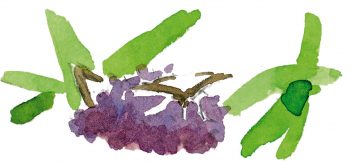 Buddleia Espèces invasives - La Salamandre