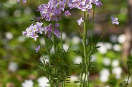 Cardamine des prés / © Benoît Renevey
