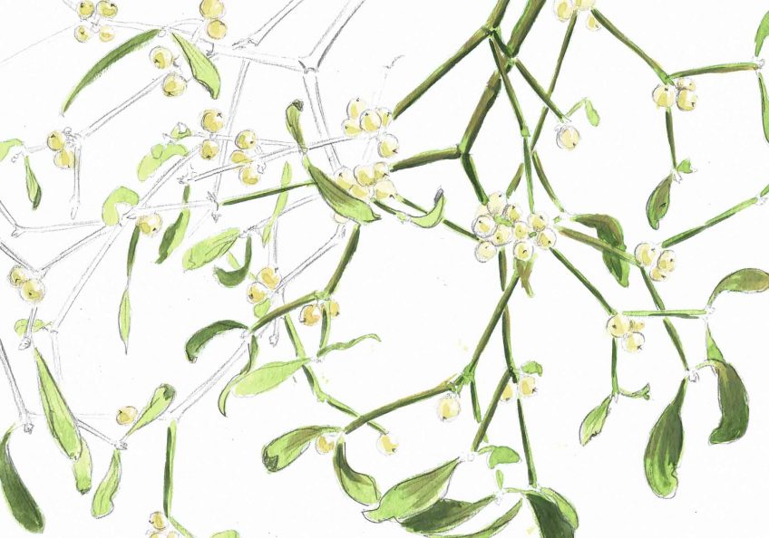 Le gui d'Eleanor - La Salamandre