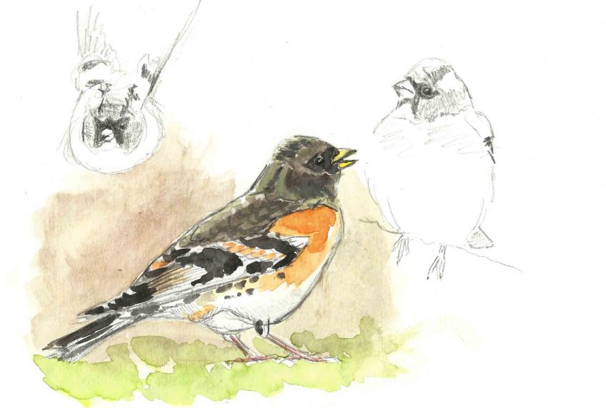 L'oiseau de tout là-haut - pinson du nord - La Salamandre