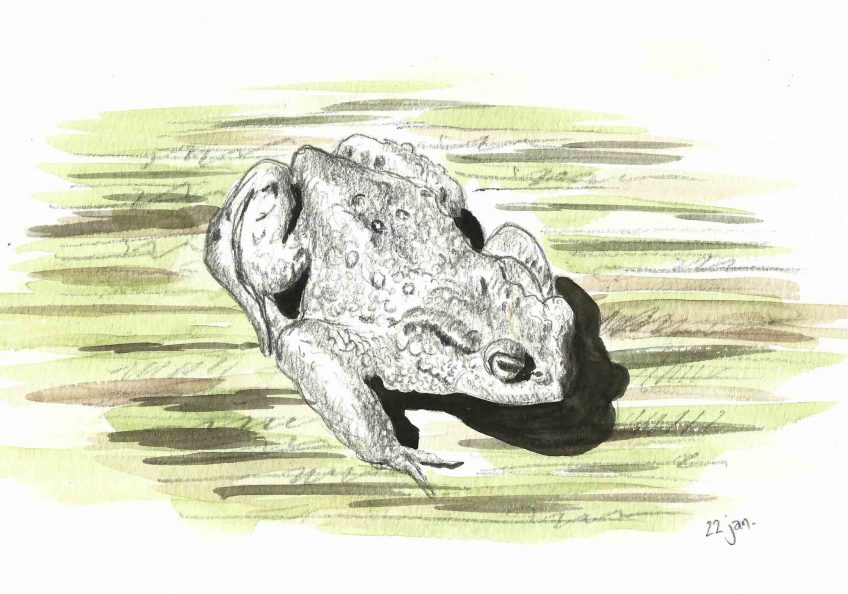 Un temps de crapaud - La Salamandre