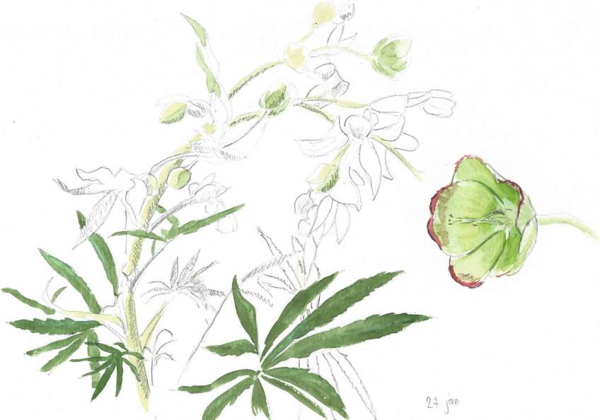 Hellébore fétide lumière du sous-bois