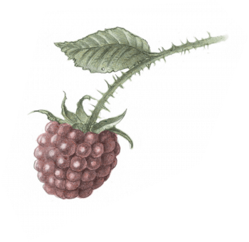Framboise Maudite Aphrodite - La Salamandre