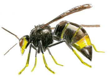 frelon asiatique Espèces invasives - La Salamandre