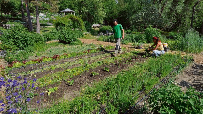 Jardin : Garden Party - La Salamandre