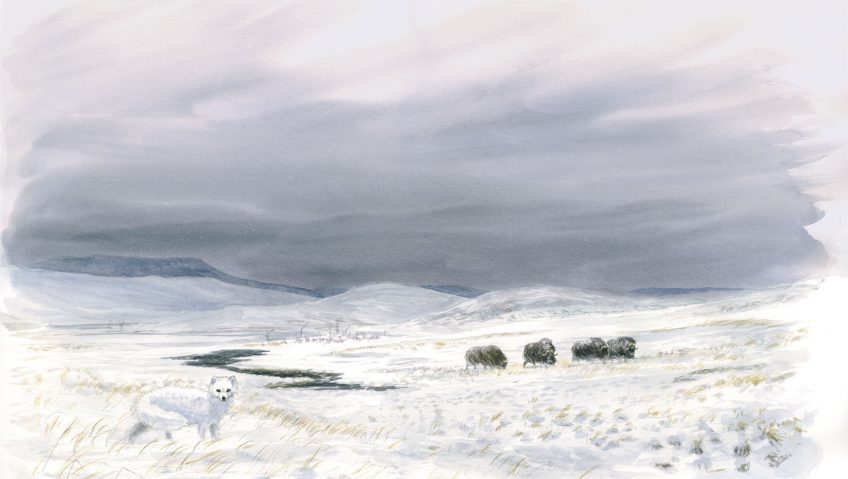 L'Age de glace - La Salamandre