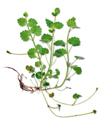 Glechoma hederecea Docteur House, plantes médicinales - La Salamandre