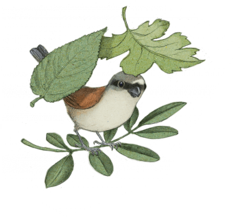 Haie d’anniversaire - La Salamandre