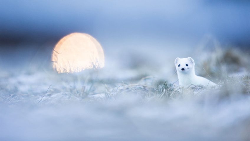 Une hermine pour voisine - La Salamandre