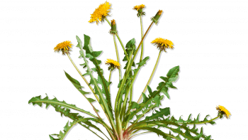 Docteur House, plantes médicinales - La Salamandre