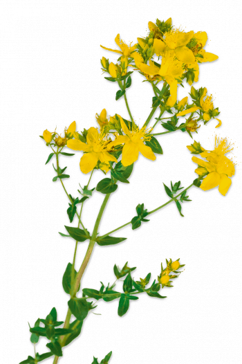Hypericum perforatum Docteur House, plantes médicinales - La Salamandre