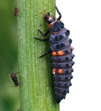 Larve de Coccinella septempunctata Mille et une pattes - La Salamandre