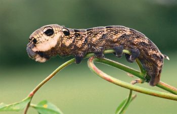 Larve de grand sphinx de la vigne Mille et une pattes - La Salamandre