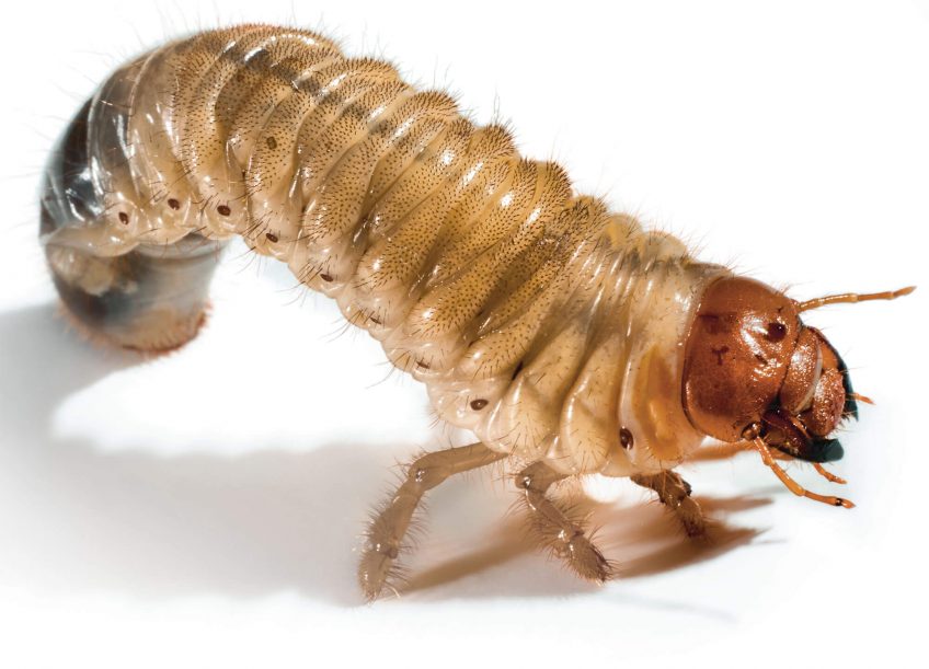 Mille et une pattes - La Salamandre