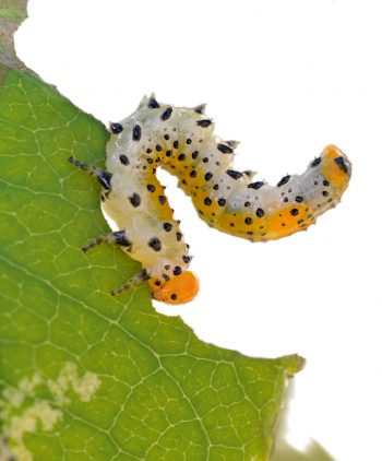 larve de tenthrède Mille et une pattes - La Salamandre