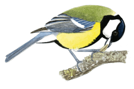 Mésange charbonnière / © Serge Nicolle