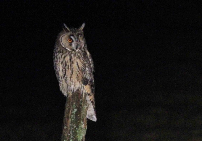 Un frisson dans la nuit - La Salamandre