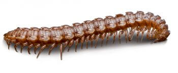 Myriapode Mille et une pattes - La Salamandre