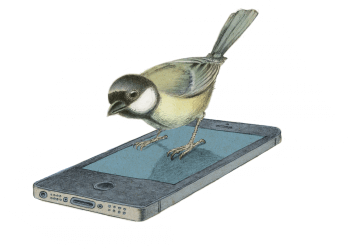 Oiseaux numérisés - La Salamandre