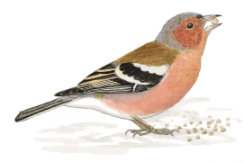 Pinson des arbres / © Serge Nicolle