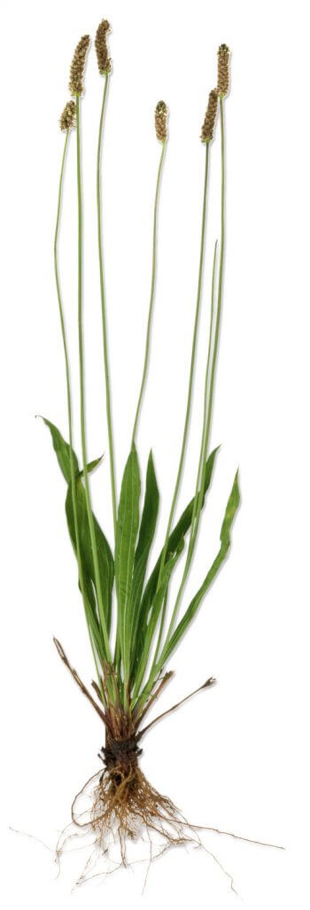 Plantago lanceolata Docteur House, plantes médicinales - La Salamandre
