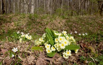 Primevère acaule en lisière forestière Balade sur la terre du lièvre à Genève entre forêt, marais et vignoble