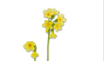 Primula vernis Primula vernis