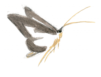 Pyrale du buis Espèces invasives - La Salamandre