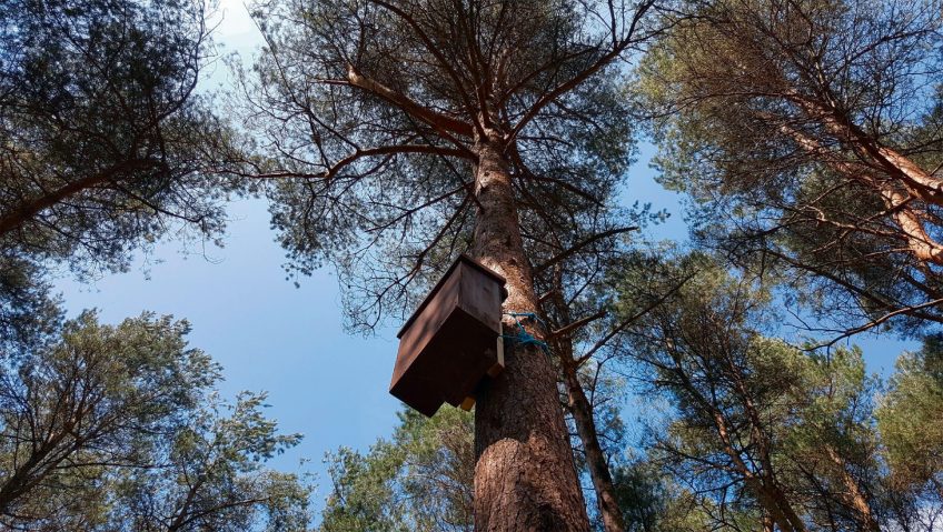 Quatre étoiles pour la martre - La Salamandre