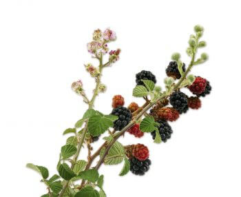 Rubus fruticosus Docteur House, plantes médicinales - La Salamandre