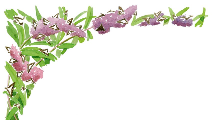 Espèces invasives - La Salamandre