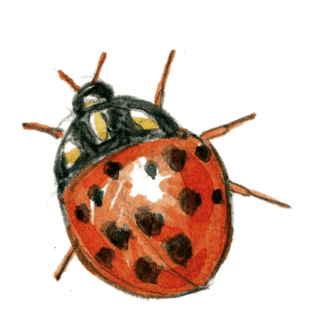 Espèces invasives - La Salamandre