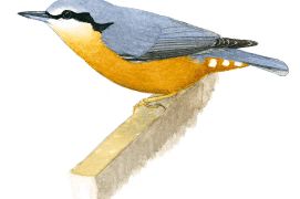 Sittelle trochepot / © Serge Nicolle