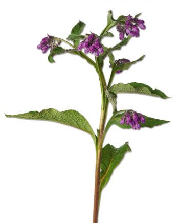 Symphitum officinale Docteur House, plantes médicinales - La Salamandre