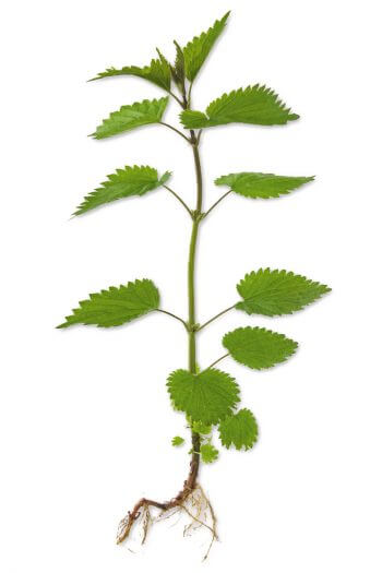 Urtica dioica Docteur House, plantes médicinales - La Salamandre
