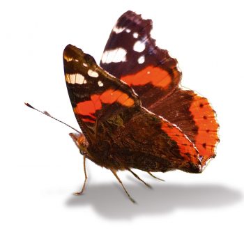 Vulcain Migrateurs à l'ouest de Zanzibar - La Salamandre