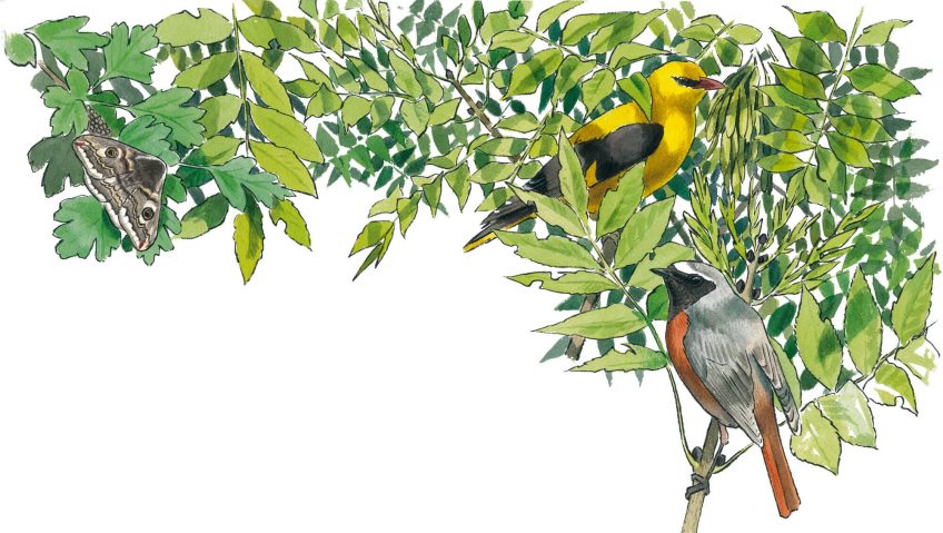 Migrateurs à l'ouest de Zanzibar - La Salamandre