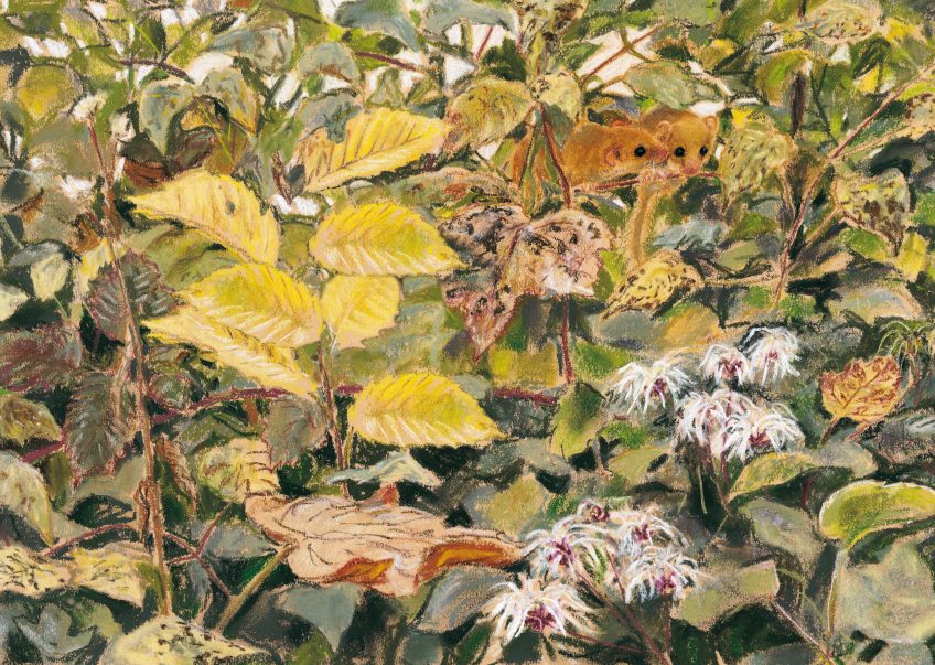 Le muscardin, un p'tit rouquin costaud - La Salamandre