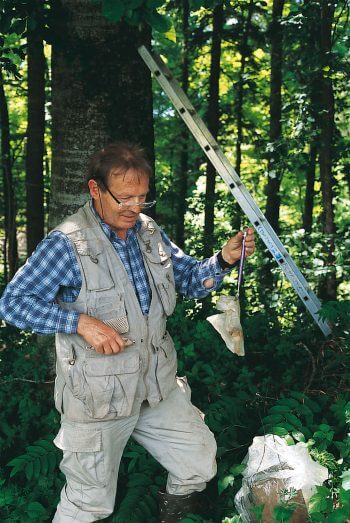 Chaque printemps, Peter Vogel fait la tournée de ses nichoirs. Quand il capture un muscardin, le scientifique détermine son sexe, puis pèse le rongeur dans un petit sac. Le muscardin dans son nid, un drôle d'oiseau - La Salamandre