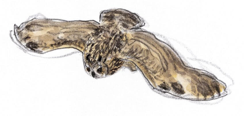 Dans le Chablais valaisan, l’analyse des pelotes de réjection du hibou grand duc a montré que près de 10 proies sur 100 sont des loirs. Vie de loir : manger ou être mangé - La Salamandre