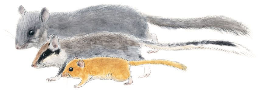 De haut en bas :
loir
tête-corps : 13-19 cm
lérot
tête-corps : 10-17 cm
muscardin
tête-corps : 6-9 cm
Le muscardin, un p'tit rouquin costaud - La Salamandre