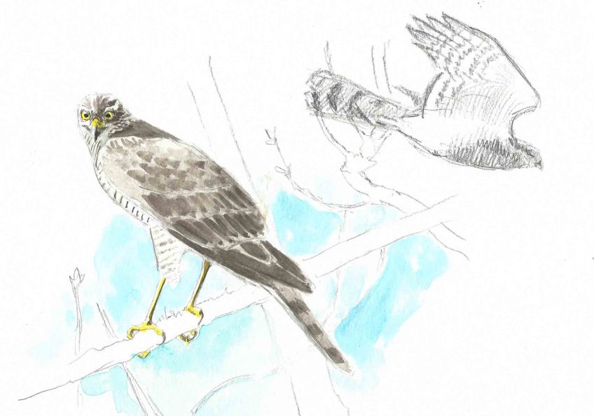 Epervier au regard qui tue - La Salamandre