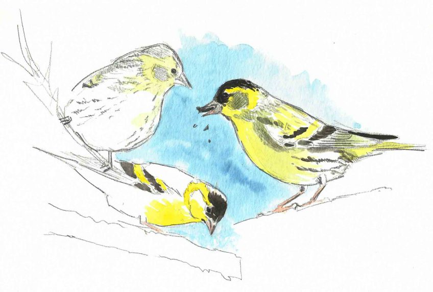 Le froid ne menace pas les oiseaux - La Salamandre