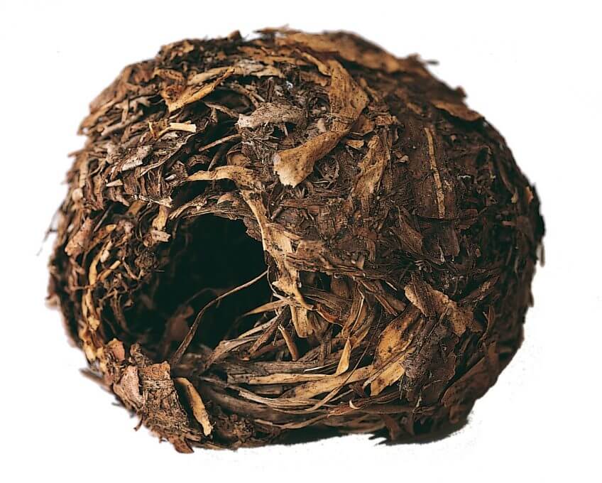 Le muscardin dans son nid, un drôle d'oiseau - La Salamandre