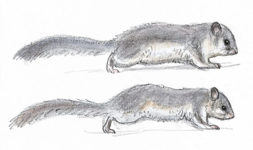 En haut : automne, en bas : hiver