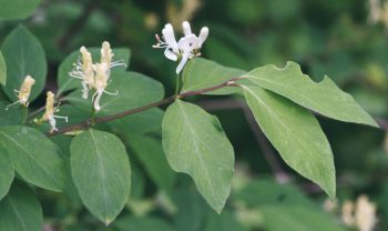 Muscardin, le gîte dans le couvert - La Salamandre