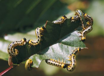 Muscardin, le gîte dans le couvert - La Salamandre