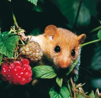 Muscardin, le gîte dans le couvert - La Salamandre