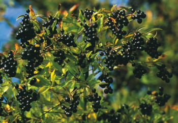 Muscardin, le gîte dans le couvert - La Salamandre