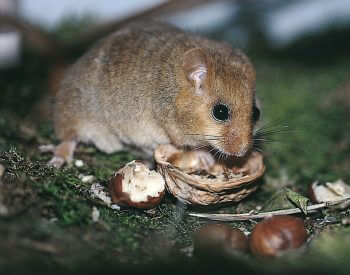 Muscardin, le gîte dans le couvert - La Salamandre